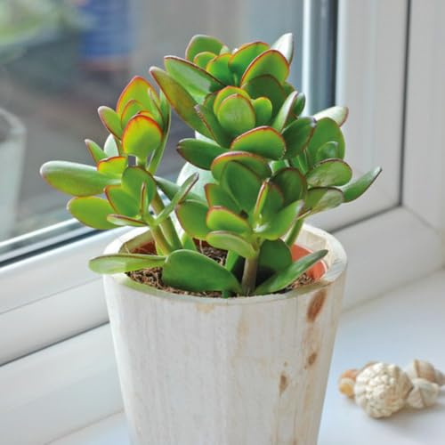 1 x 12cm Pot - Crassula Ovata – Jade Plant Succulent, Easy-Care Indoor Houseplant with Fleshy Green Leaves & Red-Brown Edging, by Thompson and Morgan