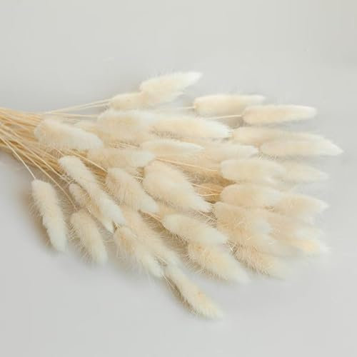Lagurus Creme 120 Stück 65 cm | Trockenblumen | Klein Pampasgras | Dried Flowers | |Hochzeitsdeko| Trockenblumenstrauß | Weihnachtskranz | Kranz | Fotografie Deko | Vase Deko | (Creme)