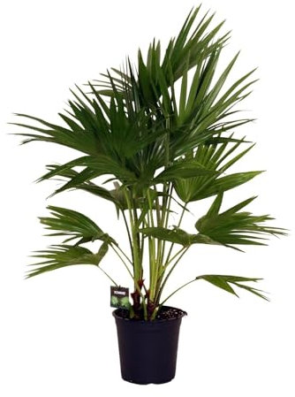 Livistona Chinensis – Palmera abanica – Planta para habitaciones y terrazas, diámetro de 24 cm, 100 cm de alto, fácil de limpiar y elegante, planta verde para interiores y exteriores protegidos