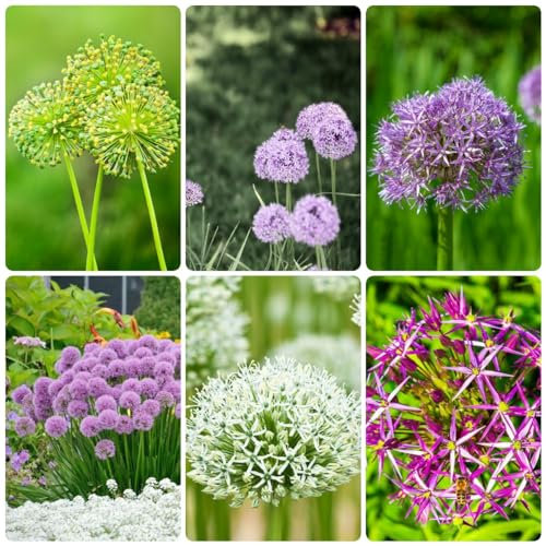 4 pcs allium zwiebeln winterhart mehrjährig, pflanzendeko topfpflanzen zimmerbonsai bonsai zierlauch,riesenlauch, frühlingsblumen zwiebeln bienenwiese blumenzwiebeln winterhart dekoration