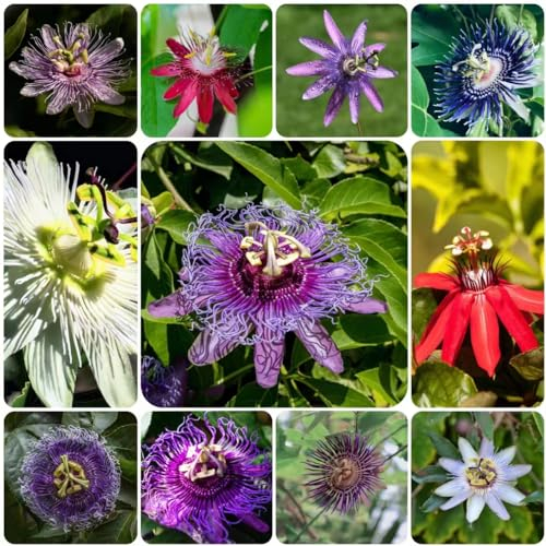 100 pcs glockenblume pflanze samen - balkon blumen pflanzenkübel Campanula, bienenfreundliche blumensamen frühlingsblumen blumen geschenk schmetterlingswiese gartenblumen winterfeste