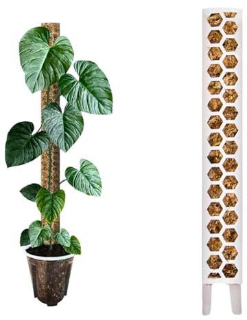 Lot de 3 bâtons de mousse blanche S (30 cm) pour plantes d'intérieur aroïdes (Monstera, Philodendron, Alocasia, Epipremnum, etc.) Tuteur pour plantes grimpantes Fixation