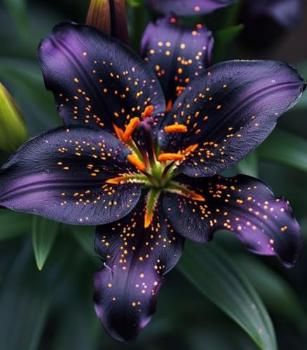 Lilium-Wurzeln-Attraktive Gartenverzierung Frostharte-langjährige -unkompliziert zu pflegen -2 Wurzeln-C