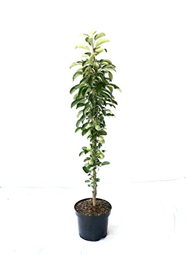 Säulenapfel Starcats (R) robuste Kreuzung mit Elstar 80-120 cm im 7,5 Liter Topf Unterlage M7