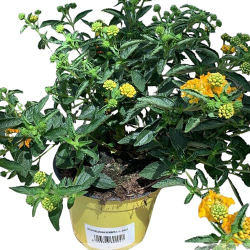 Vivaio Garden Forest Lantana Sellowiana Gialla, Lantana Pianta in Vaso, Strisciante da esterno, Pianta reale, Pianta Sud America, Fiori gialli, Fiori viola, Fiori bianchi, Balcone, Vaso 14 cm