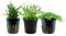 AquaOne Aquarium Pflanzen I 3X Wasserpflanzen I Vordergrund Aquarienpflanzen I Alternanthera Lilaeopsis Helanthium Micranthemum I Set mit 5 Vordergrundpflanzen
