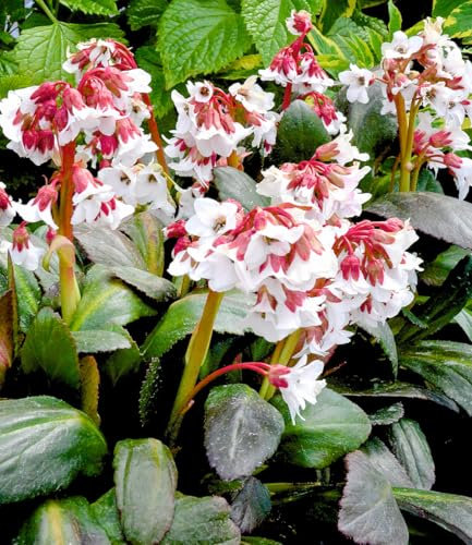 BALDUR Garten Bergenie 'Fire and Ice',1 Knolle,Blüht bereits ab März,Große, glänzende, immergrüne Blätter,Winterhart & bienenfreundlich,Mehrjährig,Schneckenempfindlich
