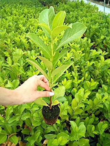 Lauroceraso Prunus laurocerasus pianta in vaso biodegradabile ø8 cm Vivaio di Castelletto