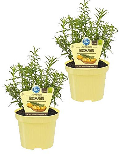 Bio Rosmarin (Rosmarinus officinalis), Kräuter Pflanzen aus nachhaltigem Anbau, (2 Pflanzen im Set)