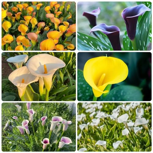 16 pcs calla lilien zwiebeln - blumenzwiebeln frühblüher Hydrokultur calla zimmerpflanze,Calla Lilie,Zantedeschia aethiopica, winterlinge zwiebeln winterharte stauden mehrjährig pflanzendeko