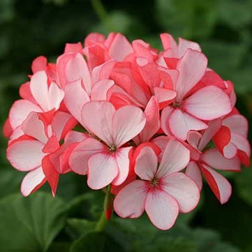Geranie, Apfelblüte, Rosenknospe, Pelargonie, Semi di Fiori Perenni, 50 Stück