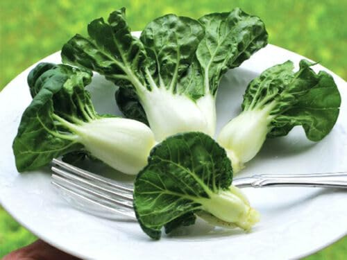 Mini Pak Choy 'Hok Du' 25+ frön – KRISPIGA frön! B 031