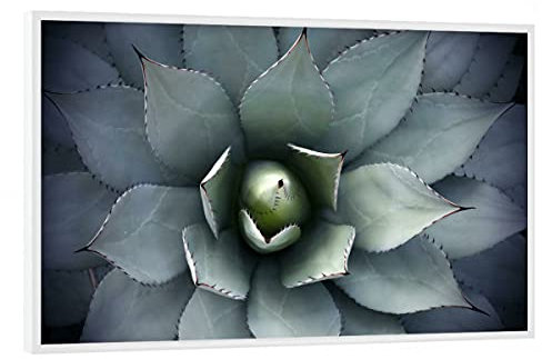 artboxONE Poster mit weißem Rahmen 75x50 cm Natur Agavenherz blau-grün - Bild Agave Agave Blatt