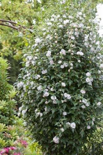 Garteneibisch 'Speciosus' ab 80 cm Topf Hibiscus syriacus winterhart