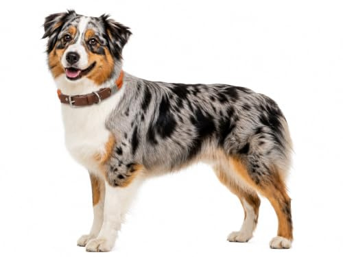 Halsband Hund - Hundehalsband Athos Cognac - Kunstleder und Nylon - verstellbar - gebürstete Metall-Schnalle und D-Ring - Größe M 40-50 cm - Flamingo