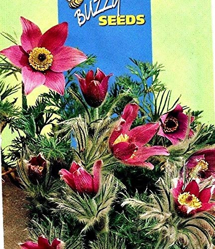 Portal Cool Kuhschelle - Anemone Pulsatille - Perennial - 35 nsamen/Buzzy 05450
