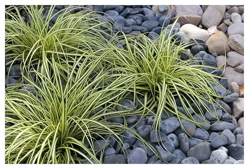 Stauden Gänge 3 x Carex oshimensis 'Evergold'' Japan Gold Segge winterhart | Goldenes Ziergras für Halbschatten, Blüte April bis Mai, mehrjährig, 1 L Topf (11x11 cm)