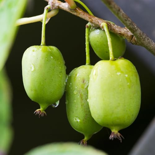 Kiwi Actinidia arguta Issai – 2 Pflanzen 11cm – ca. 40cm hoch – Winterharte Kiwibeere Obstpflanze mit süßen grünen Früchten – Pflegeleicht & kompakt für Garten & Terrasse