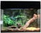 Lucky Reptile Starter Kit Vogelspinne/Skorpion, Farbe:Schwarz