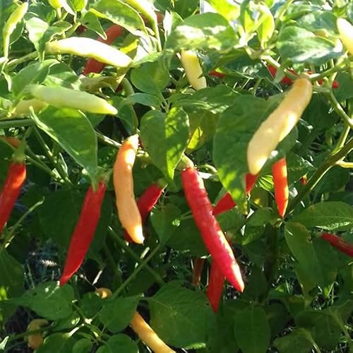 PIRI-PIRI,10 Samen,Capsicum frutescens, Eigenbau (242)