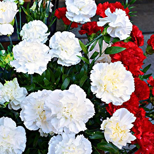 Dianthus Scent First Memories – Fragrant Double Blooms, Repeat Flowering, Award-Winning Perennial for Borders & Containers, Compact Growth, 1 x 1 Litre Pot by Thompson and Morgan