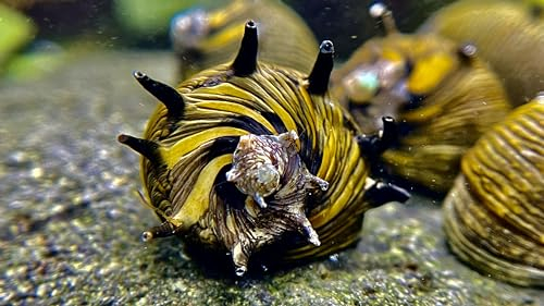 5 Sun Snail Geweihschnecken, Algen Schnecke, Geweihschnecke