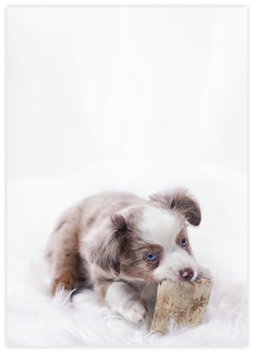 Briefpapier Australian Shepherd Welpe | DIN A4 | 80g/m² | 20 Blatt | Motivpapier Hunde Nr. 155