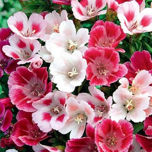 MAELSA® GRAINES EN SACHET POUR POTAGER ET JARDIN - FLEURS - SEMENCES DE FLEURS DIVERS VARIETES AU CHOIX (GODETIA DOUBLE A FLEURS D'AZALEE)