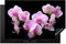 KitchenYeah© Herdabdeckplatte Einteilig Herdabdeckung Abdeckplatte für Ceranfeld Abdeckung Induktionskochfeld Aufrollbare Matte Pink - Orchidee - Blumen - Rosa - Flora - 80x52 cm