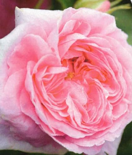 Historische Strauchrose Königin von Dänemark - Duft +++++ Alba Rose