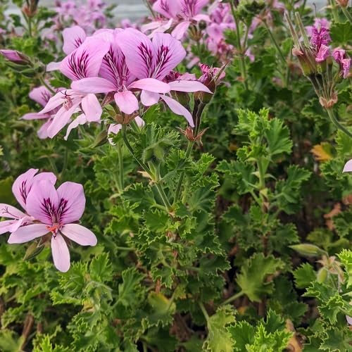 Nouvelles graines de fleurs de pélargonium fraîches 60 pièces