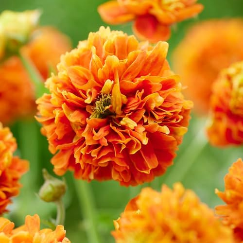 Geum 'Orange Pumpkin' – Hardy Perennial Avens – RHS Chelsea 2023 Shortlisted – Compact Garden Plant for Pots and Borders – Pollinator Friendly – 1x 9cm Pot by Thompson and Morgan
