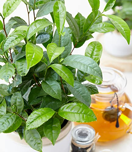 BALDUR Garten 1x Winterharte Teepflanze, Pflanze im 10,5 cm-Topf | Camellia sinensis, Zimmerpflanze, Grünpflanze, winterhart bis ca. -10 °C, Abdeckung empfohlen, blühend