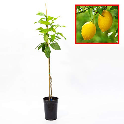 Limonero EUREKA o 4 ESTACIONES - Plantón 1 metro - PLANTA VIVA. Pack de 4 unidades