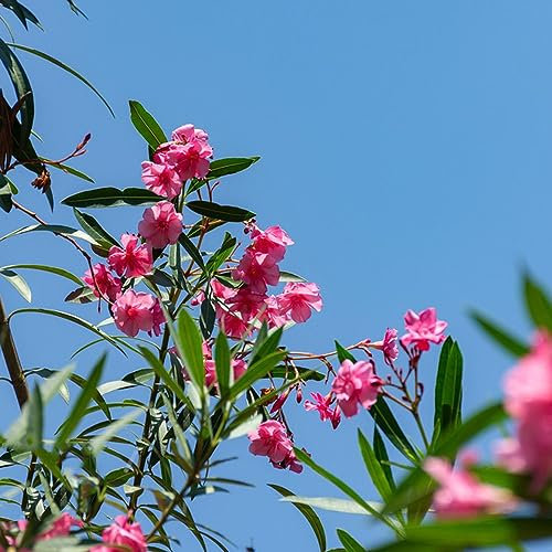 10 Stücke oleander samen, bodendecker winterhart mehrjährig (Nerium oleander) balkonpflanzen frühlingsblumen blumensamen gastgeschenk steingartenpflanzen winterhart winterfeste pflanzen