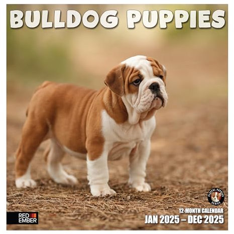 RED EMBER Monats-Wandkalender Bulldog Puppies 2025, zum Aufhängen, 30,5 x 61 cm, dickes und stabiles Papier, Geschenk, niedlicher Hund, wundervolle Welpen