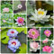 100 pcs Lotus Samen - winterharte pflanzen für garten, pflanzen kräuter samen, bonsai samen blumen balkon, lotusblume samen, blumen saatgut schalenlotus samen,