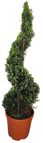 Cipresso a Spirale ‘Castlewellan Gold’ – Conifera Sempreverde Oro | Elegante Forma Elicoidale per Ingressi e Giardini – Vaso 24 cm - Vivai Giulian Giovani Piante