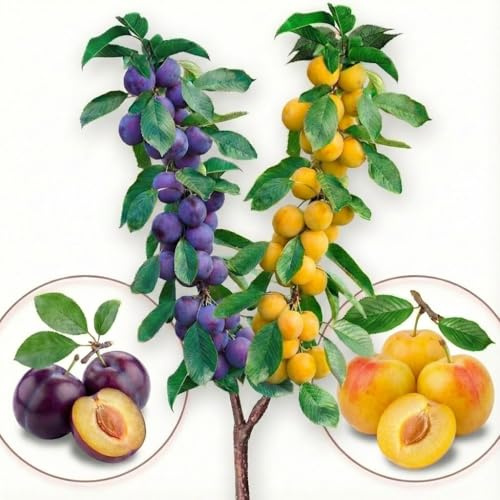 Arbre fruitier - Duo Prunier - 80 cm - Convient pour balcon, terrasse et petits jardins - Convient en pots et dans le jardin (Duo Prunier)