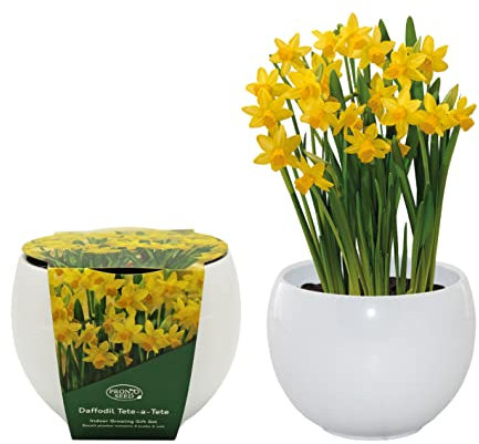 Pronto Seed Daffodil Tete-a-Tete Plant Kit with Ceramic Planter & Growing Essentials - Indoor House Plants Growing Set with Bulbs, Compost & White Pot - Gardening Gift