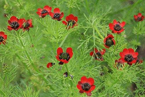 50 Seeds/Pack Plants Fish Tank Aquarium Decoration Grass Seed Plants Seeds