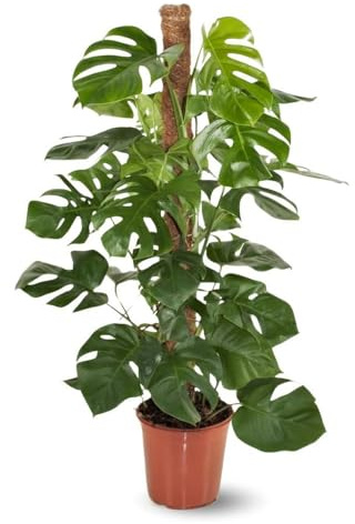 Attitude Jardin – Monstera deliciosa – Lochpflanze mit Rankhilfe – Luftreiniger – 110-120 cm – ⌀ 22 cm – Zimmerpflanze