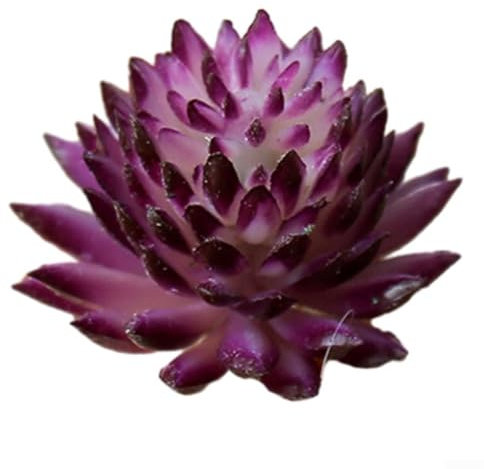 Yuanpgky Künstliche Sukkulenten, Mini-Sukkulenten, künstliche Sukkulenten für Heimwerker, Basteln, Zuhause, Garten, Büro, Party-Dekoration, bunt (lila)