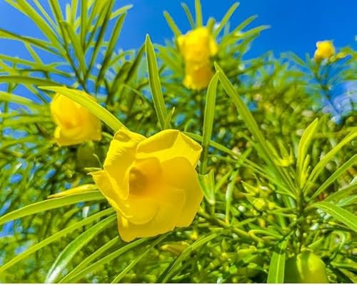 Semillas de flor de adelfa (90 unidades) para plantar amarillas