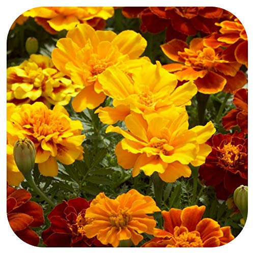 French Marigold Safari Mixed Mini Plug Plants x 20 for Potting On
