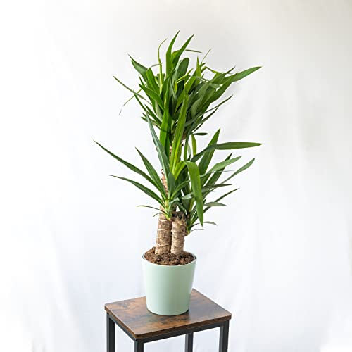 Yuca de 2 Troncos Planta Natural de Interior o Exterior en Maceta Ø22 para Decoración de Hogar o Regalo