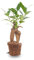 Bonsái Ficus Ginseng - Microcarpa - ↑15 cm - Ø 6 cm