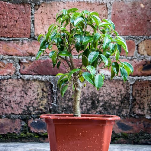 20 pcs ficus ginseng bonsai samen, biosaatgut, exotische pflanzen winterhart (Ficus microcarpa) bäume kaufen, exotische pflanzen samen bonsai baum, samen zimmerpflanzen bienenweide