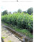 Kirschlorbeer Prunus Novita 160-180 cm. 3 Heckenpflanzen. Grüne Lorbeer Hecke