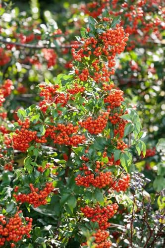 Feuerdorn Pyracantha Mohave 80-100 cm Heckenpflanze immergrün | Rote Beeren im Herbst, weiße Blüten, schnittverträglich, bienenfreundlich, sonnig bis halbschattig, dichter Wuchs